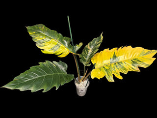 Philodendron Caramel Marble