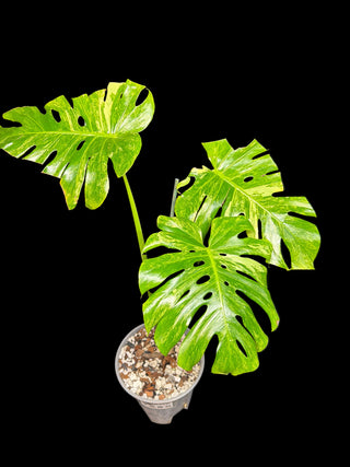 Monstera Ocean Mint