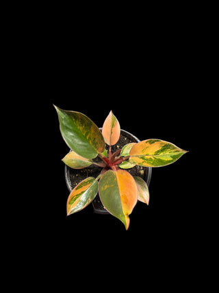 Philodendron Red Congo Variegated