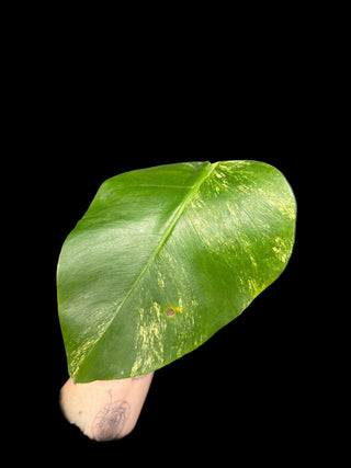 Monstera Aurea Single Leaf