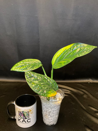 Monstera Peru Variegated - 3 Leaves