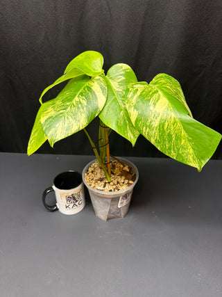Monstera Aurea 5" Pot - 4 Leaves