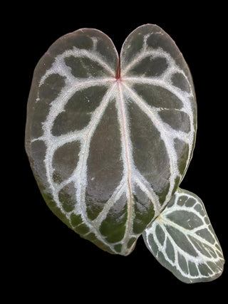 Anthurium Pap Skg Red Crystal X Doc. Block Michelle