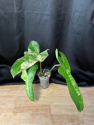 Philodendron 'Jenifer' Florida Beauty x Billie 4" Pot - 3 Leaves