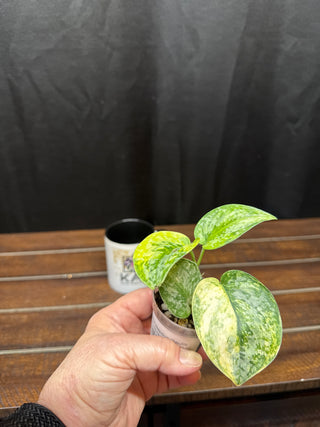 Scindapsus Geulis