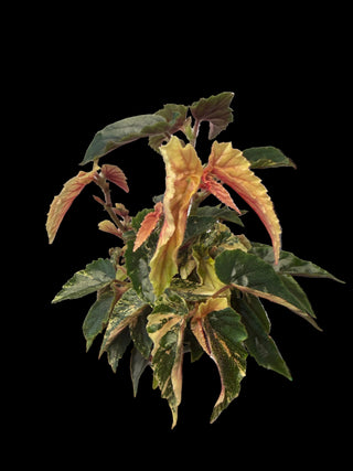 Begonia - Ginny Galaxy - 4"