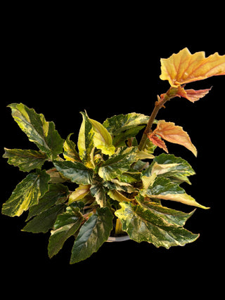 Begonia - Ginny Galaxy - 4"