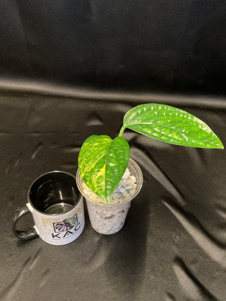 Monstera Peru Variegated - 2 Leaves