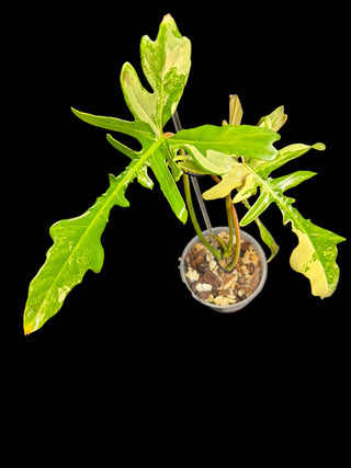 Philodendron Florida Beauty x Mayoi 'Fishbone'