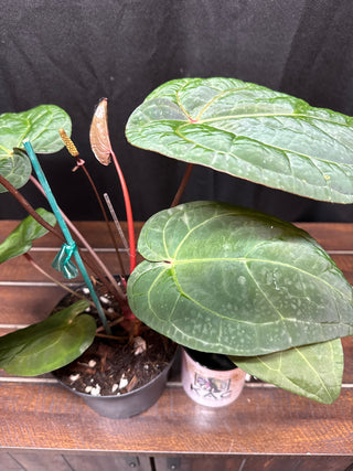Anthurium RVDP x Michelle x Zara