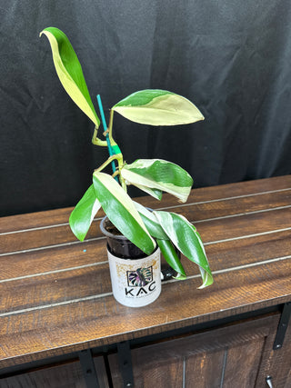 Scindapsus Rupestris
