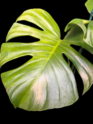 Monstera Tattoo