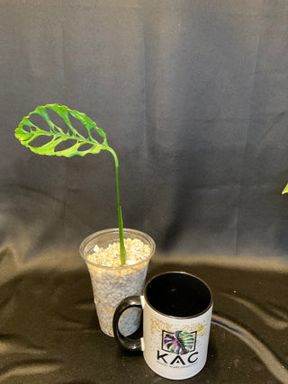 Monstera Obliqua 4" Pot - 1 Leaf