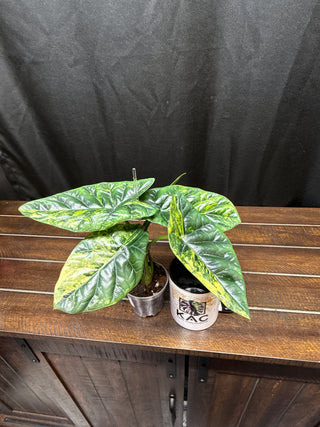 Alocasia Quilted Dreams/Sinuata Variegated - Large