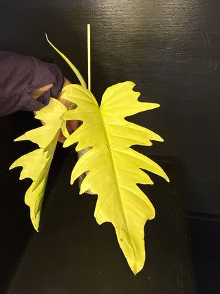 Philodendron Florida Beauty x Tortum AN35 4" Pot - 2 Leaves