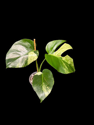 Monstera Jungle Mint - 3 Leaves