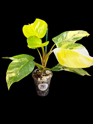 Philodendron White Princess Tri-Color
