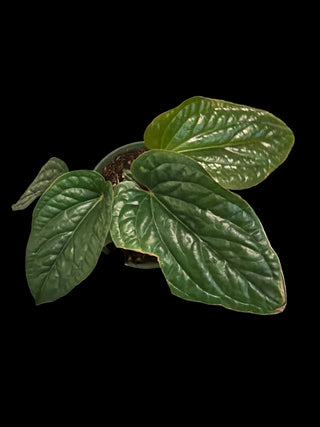 Anthurium Radicans x Luxurians - 6" Pot Growers Choice