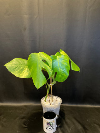 Monstera Aurea - 5 Leaves