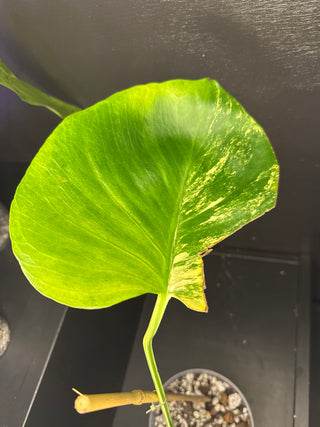 Monstera Pom-Pom 1 Leaf