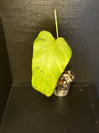 Philodendron Whipple Way White Variegated 1 Leaf
