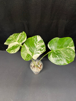 Monstera Albo Marble - 3 Leaves