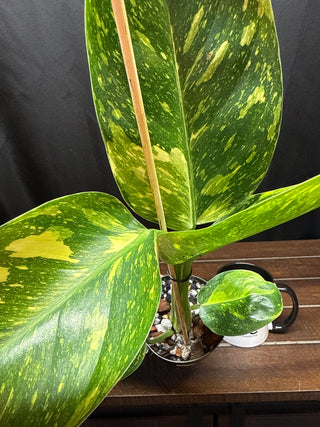 Philodendron Green Congo Nuclear - Large