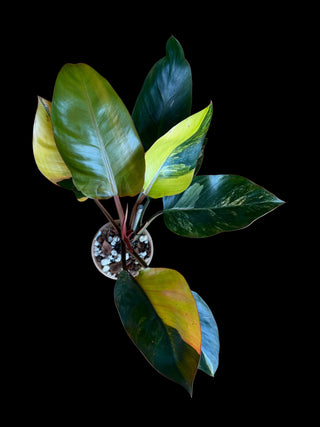 Philodendron Yellow Congo