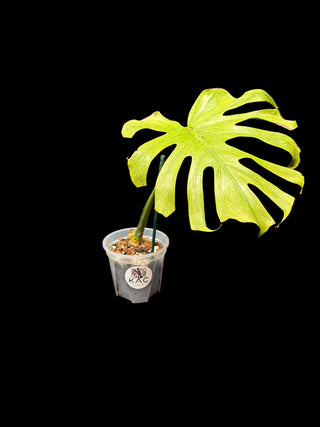 Monstera Octopus aka Jade Goblin - Single Leaf