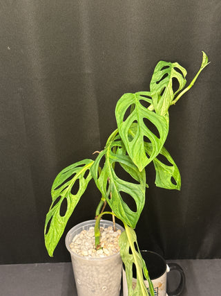 Monstera Adansonii Indo Mint - 7 Leaves