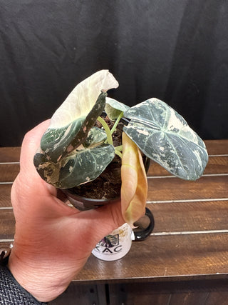 Alocasia Black Velvet Pink