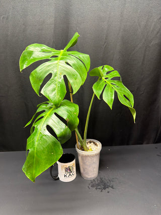 Monstera Form 6