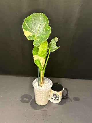 Monstera ThaiCons. Cupcake AT52 4" Pot - 2.5 Leaves