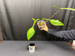 Philodendron Joepii GoG