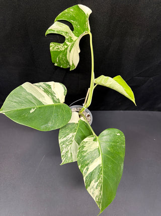 Monstera Albo Marble - 4 Leaves