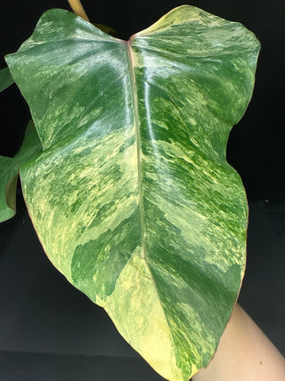 Philodendron Strawberry Shake AT65  4" Pot - 5-6 HUGE Leaves