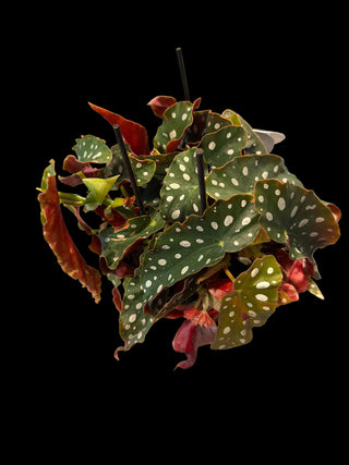 Begonia - Angel Wing Maculata - 6" Pot