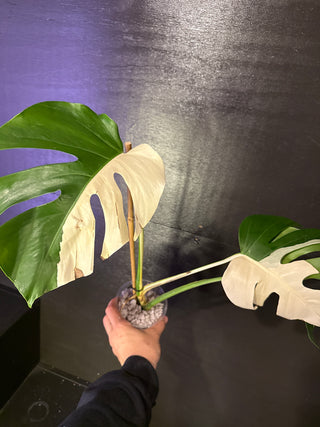 Monstera Albo AR32