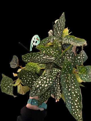 Begonia - Angel Wing Double Dot - 6" Pot