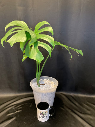 Monstera Brazilian Form 8" Pot - 4 Leaves