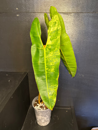 Philodendron Variegated Billie 2 Huge Leaves