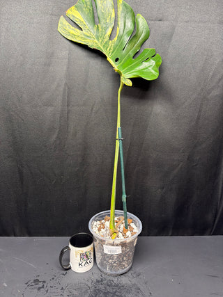 Monstera Yellow Marilyn 1 Leaf Bottom