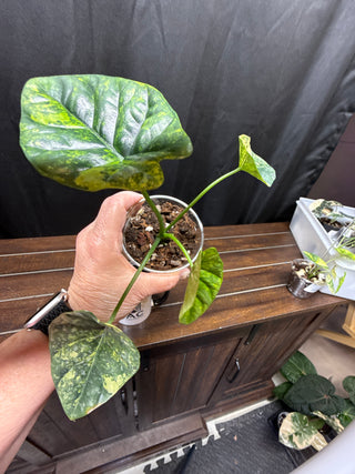 Alocasia Sinuata Aurea