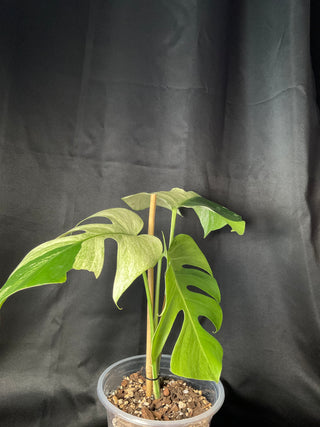 Monstera Mint 2 Leaves