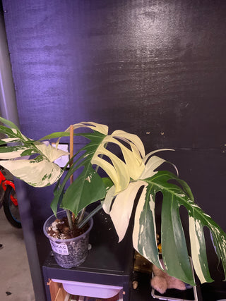 Monstera Mint HUGE