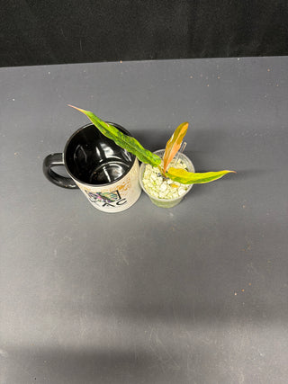 Philodendron Caramel Marble 'Fire Tiger' AU205 5" Pot