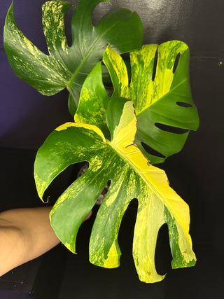 Monstera Pom-Pom 3 Leaves