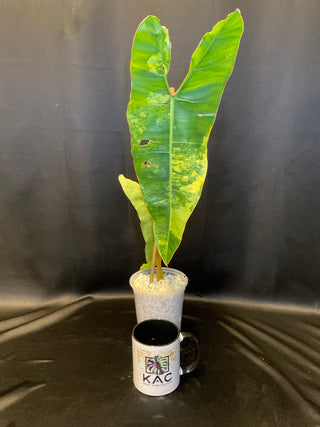 Philodendron Variegated Billie Single Leaf