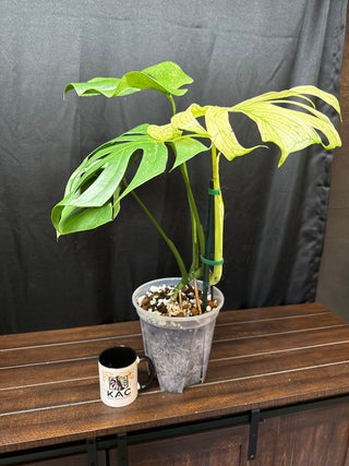 Monstera White Monster