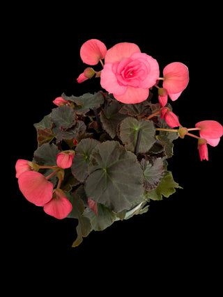 Begonia - Solenia - 6" Pot